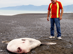 Sunfish