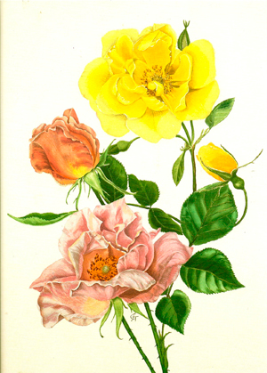 Traitional Roses MARTINBOROUGH’S TRADITIONAL ROSE SHOW WORTH A VISIT - Martinborough Star